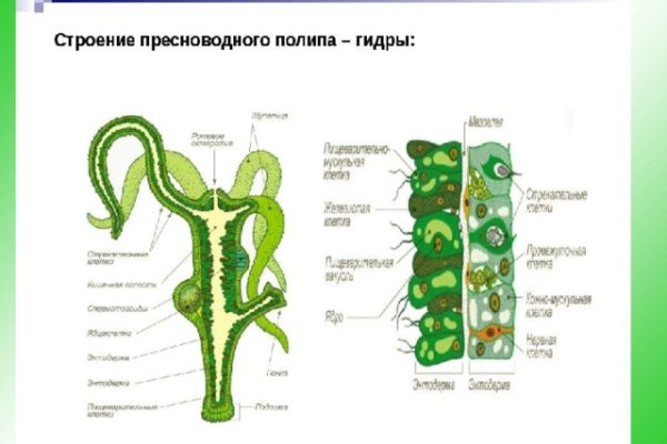 Kraken hydra