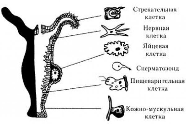 Как закинуть деньги на кракен